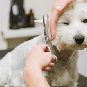 FAQs about pet grooming services