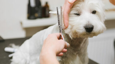 FAQs about pet grooming services