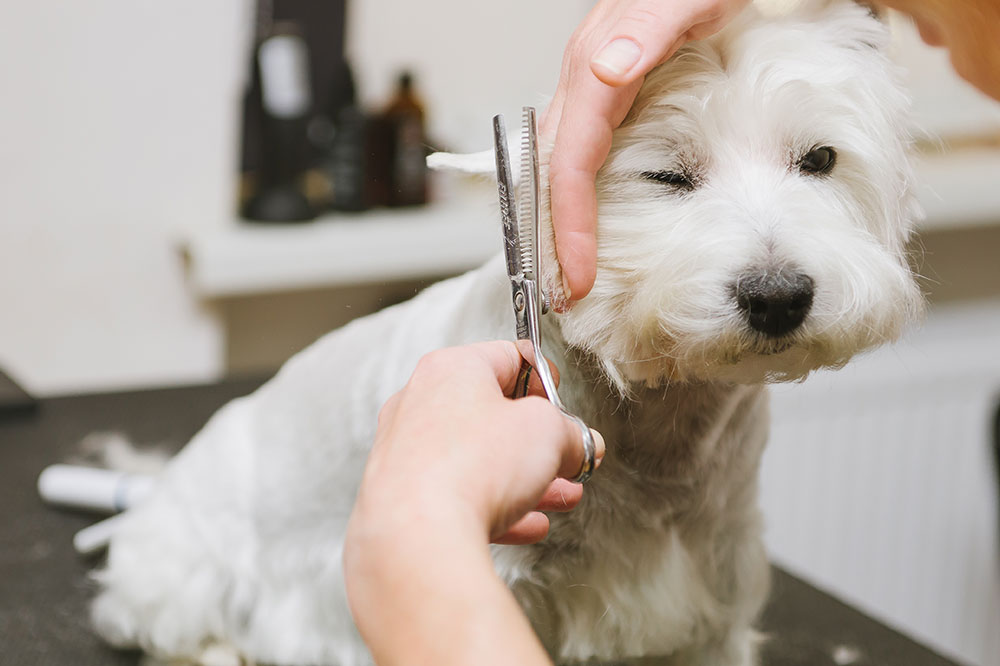 FAQs about pet grooming services