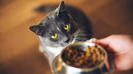 Tips to choose the right cat food