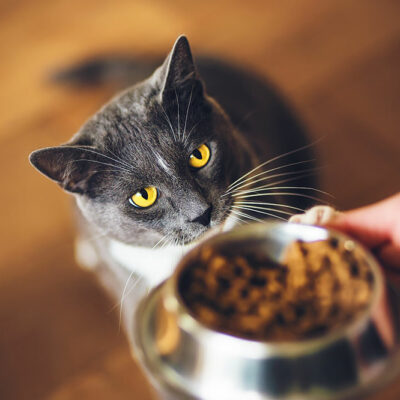 Tips to choose the right cat food