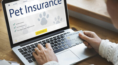 Top 5 FAQs about pet insurance