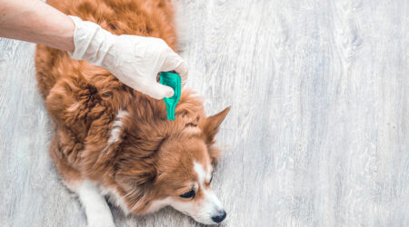 4 home remedies to treat fleas and ticks