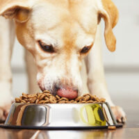 6 brands that make the best dog food