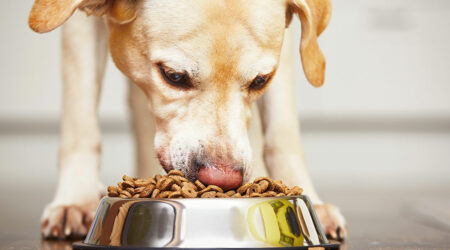 6 brands that make the best dog food