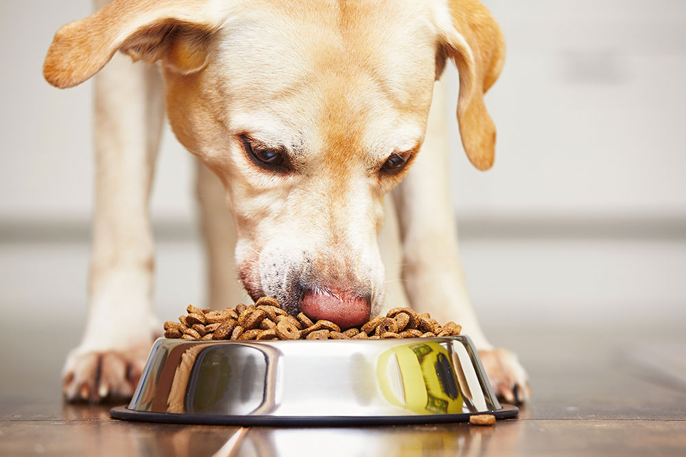 6 brands that make the best dog food