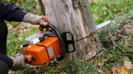 Important things to know about tree removal services