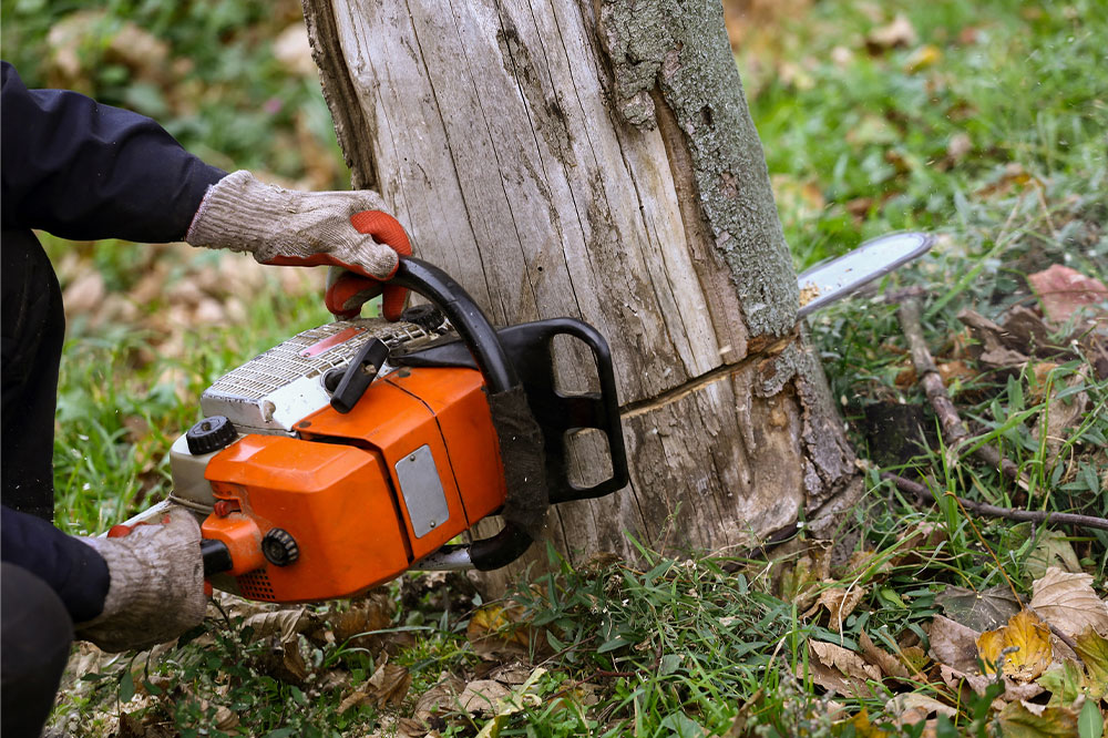Important things to know about tree removal services