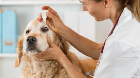 Pet allergy &#8211; Causes, symptoms, diagnosis, and management