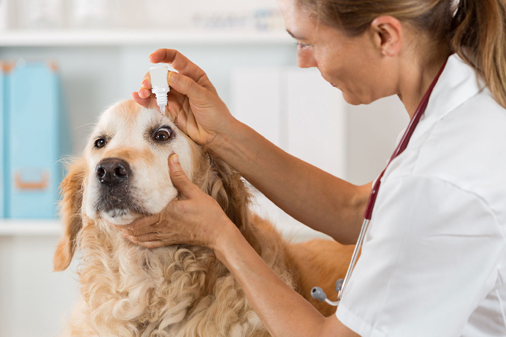 Pet allergy &#8211; Causes, symptoms, diagnosis, and management