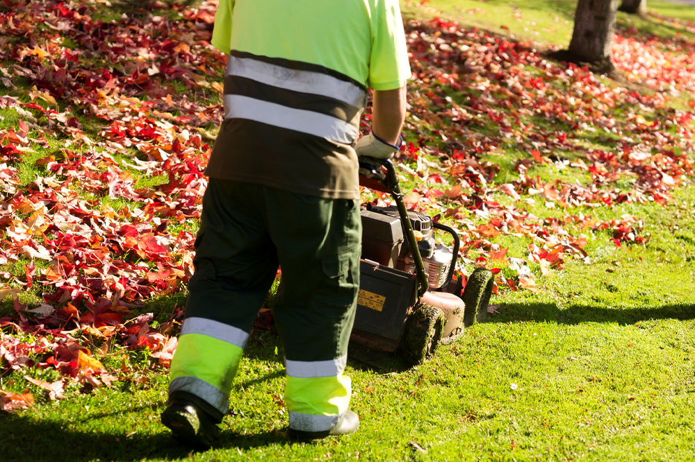 Things to know about professional lawn services for seniors