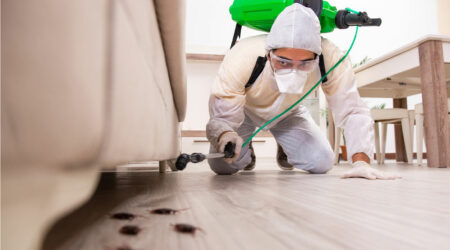 Top ways to get rid of rodents