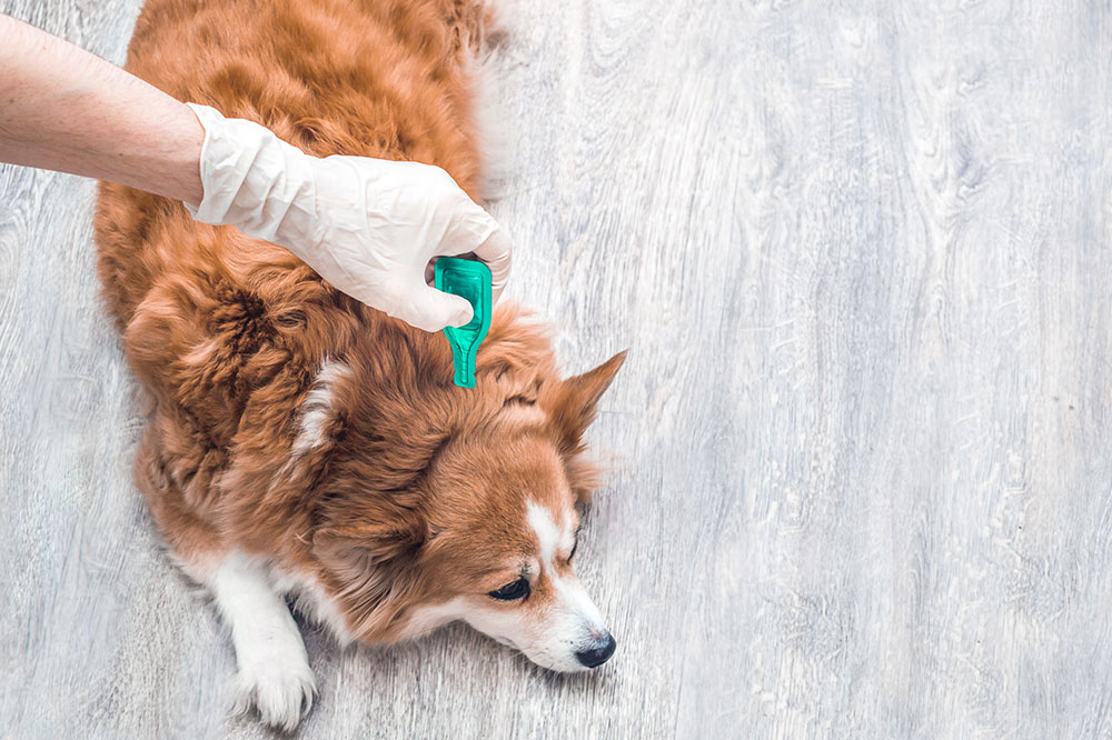 4 home remedies to treat fleas and ticks