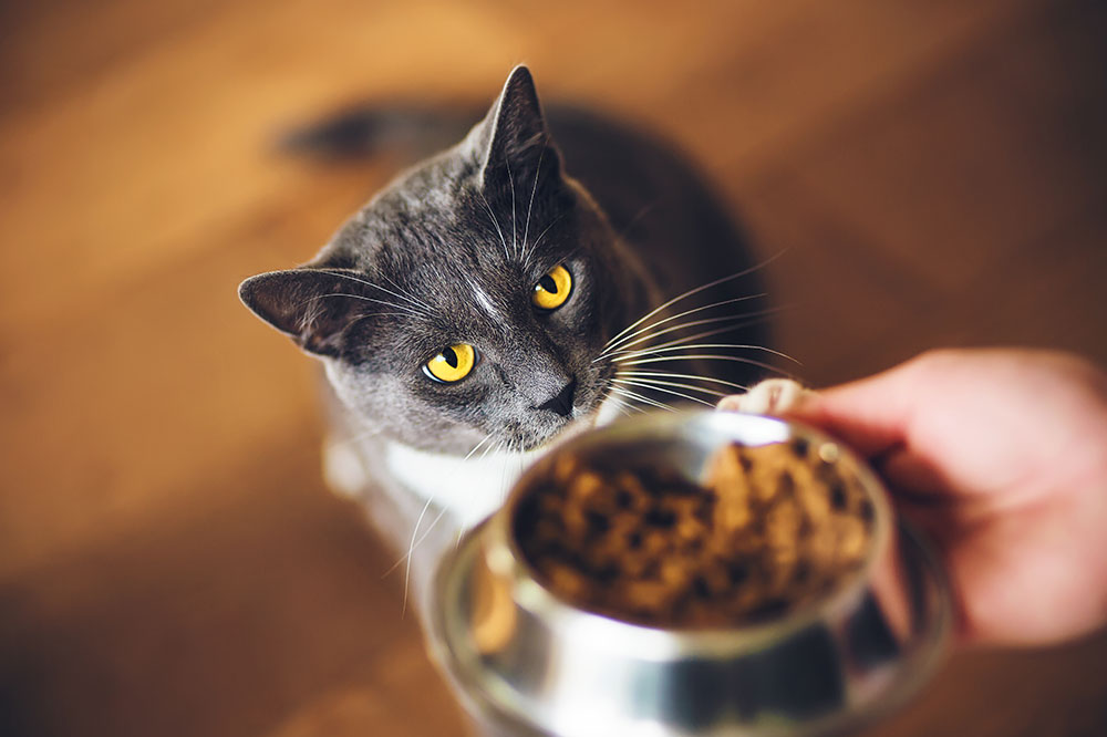 Tips to choose the right cat food