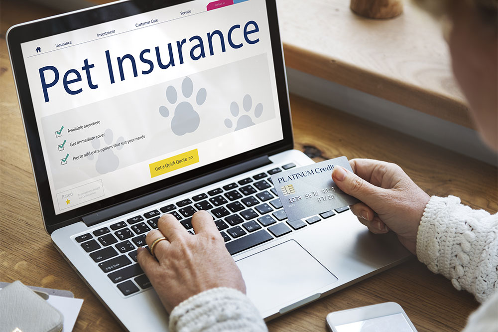 Top 5 FAQs about pet insurance